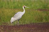 Brolga